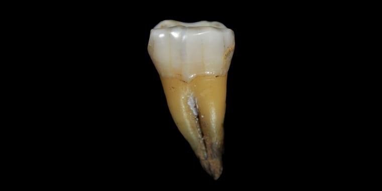 Image: This lower molar tooth from the Bacho Kiro cave in Bulgaria, dated to between 44,000 and 46,000 years ago, is one of the oldest pieces of evidence of Homo sapiens found in Europe.