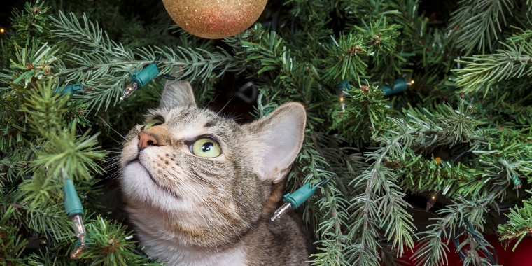 Close-Up Of Cat On Christmas Tree