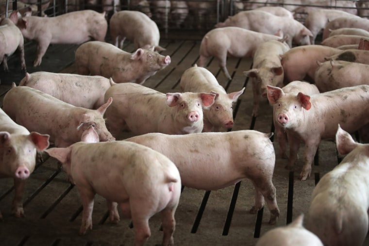 Image: Nation's Pork Production Reportedly Down 50% Growing Fears Of Meat Shortages
