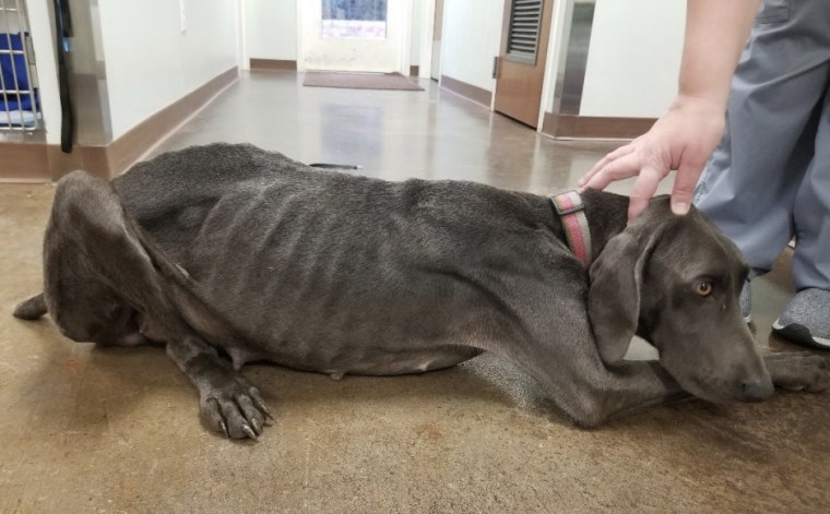Image: Dog emaciated