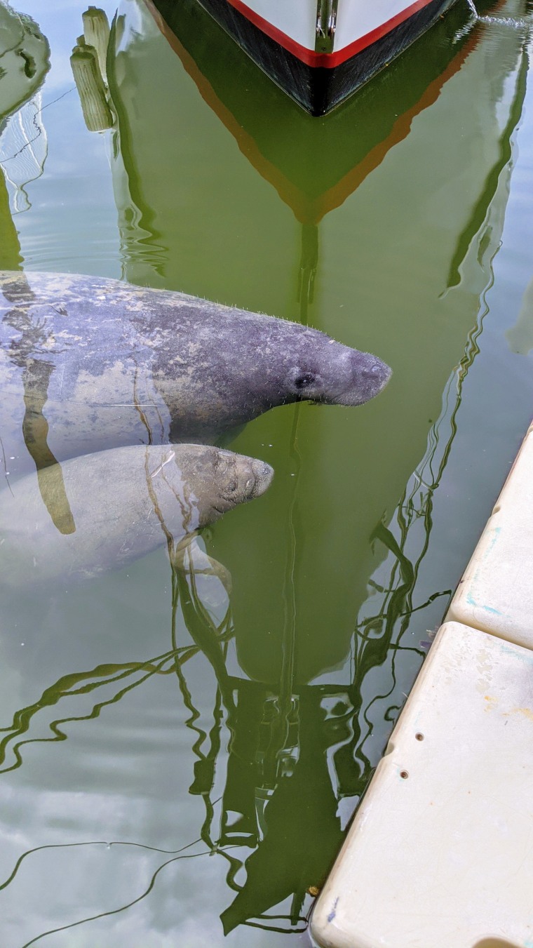 Manatees swimming up to Amy Morin's sailboat.