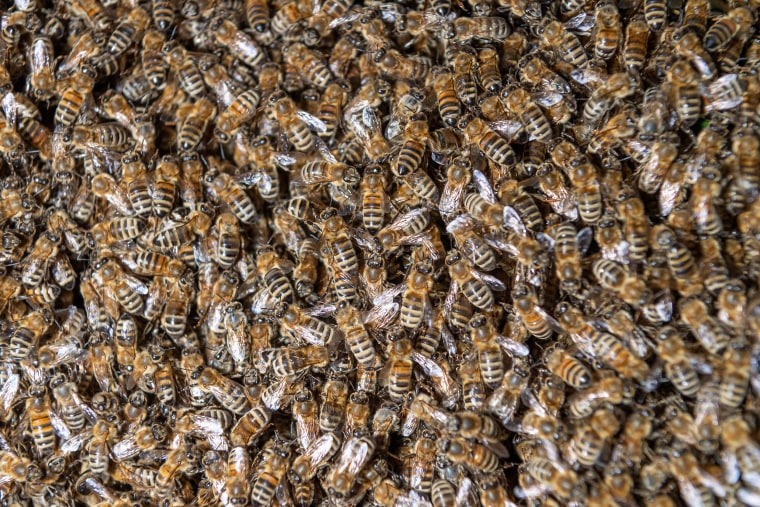 Image: Swarm of bees