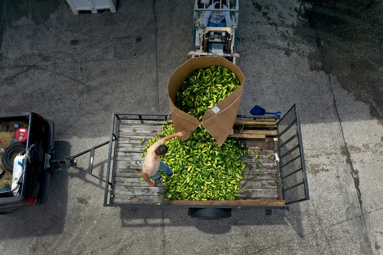Image: Omar Hernandez discards a container of cucumbers at the Long and Scott Farms in Mount Dora, Fla., on April 30, 2020. The pickle-variety cucumbers were being given to a local cattle rancher as feed.