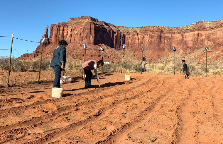 Cynthia Wilson's family grows rows of corn, beans and melons outside of their home in Monument Valley, Utah, on the Navajo Nation.