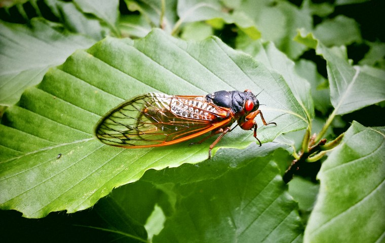 Image: A cicada in Virginia.