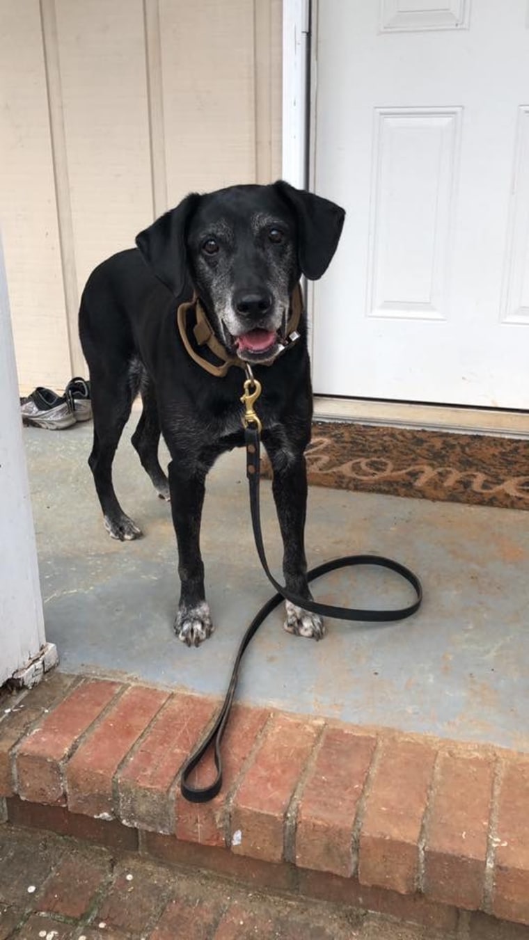 A black Lab named Blue smiles before a walk.