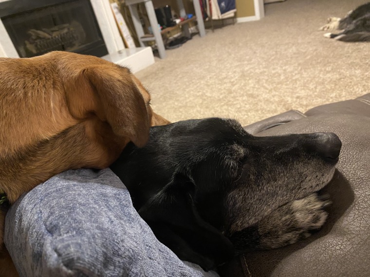 Two dogs cuddle.