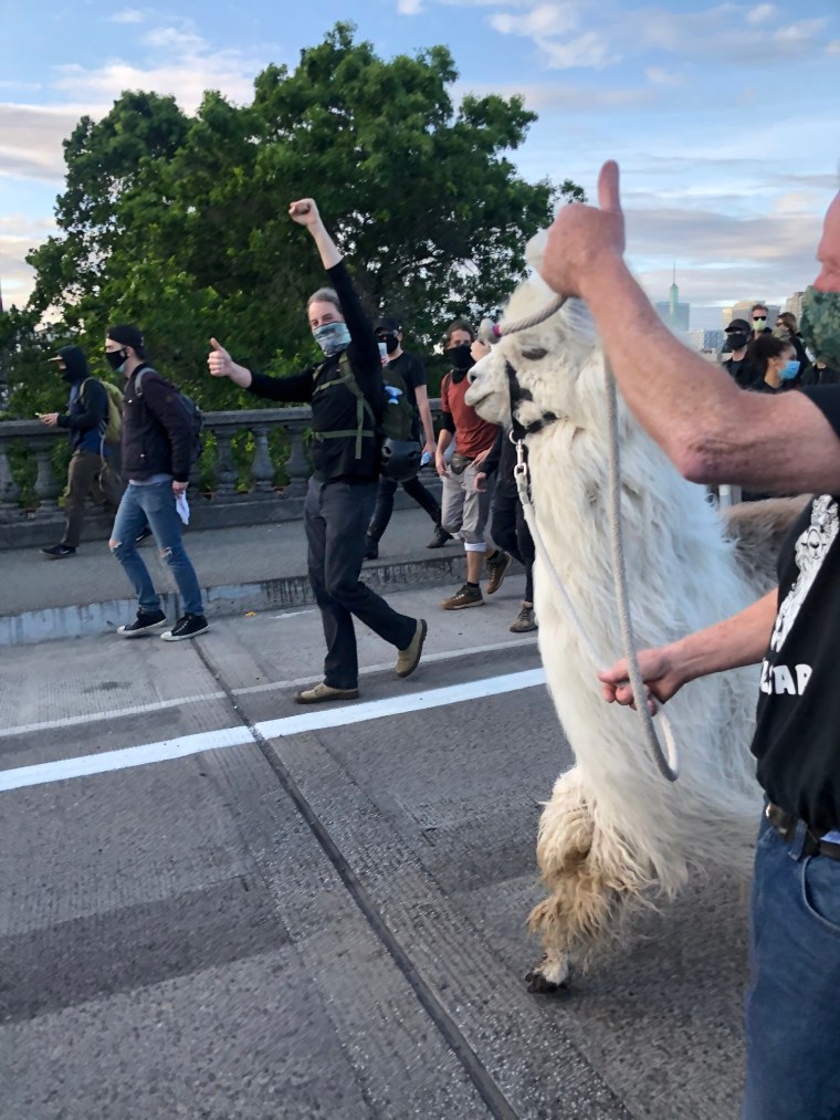 Llama marches to protest the death of George Floyd.