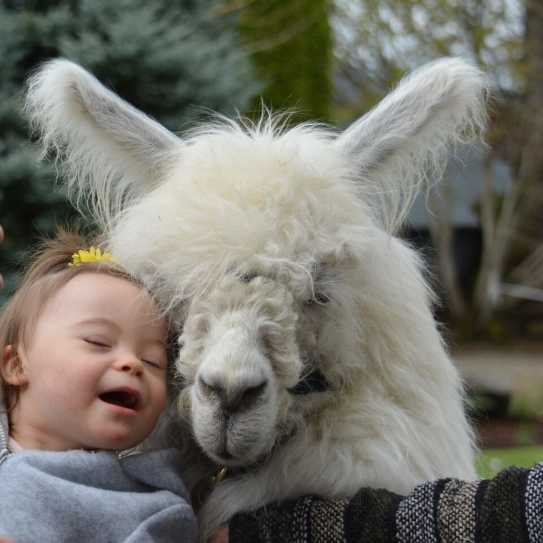 A little girl smiles with a llama.