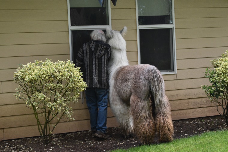 A man and a llama look in the window at a retirement home.