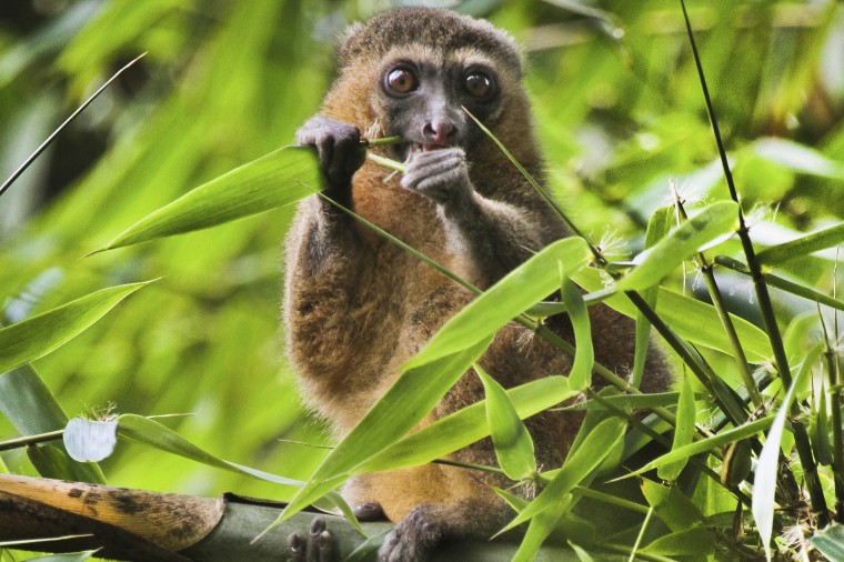 Image: A golden bamboo lemur in Madagascar.