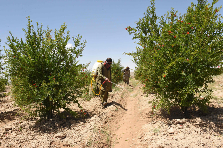 Image: Locust control in Pakistan