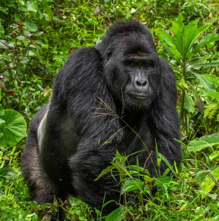 The Uganda Wildlife Authority have arrested four people over the death of Rafiki, the Silverback of Nkuringo Gorilla group in Bwindi Impenetrable National Park.