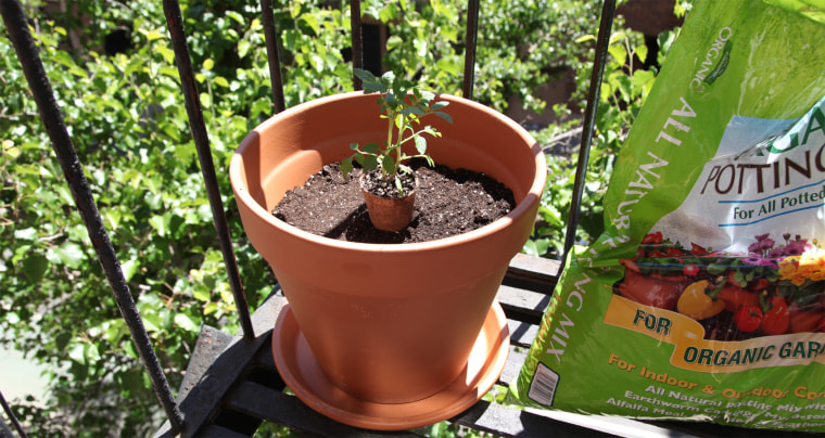 Use a high-quality potting mix for the best results when growing tomatoes. 
