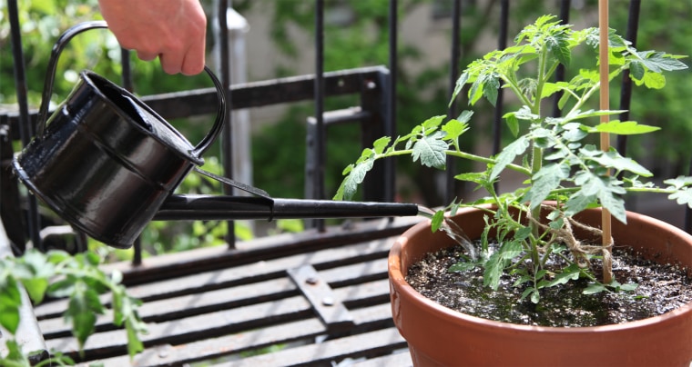 Water the soil around your tomato plant, not the leaves. 