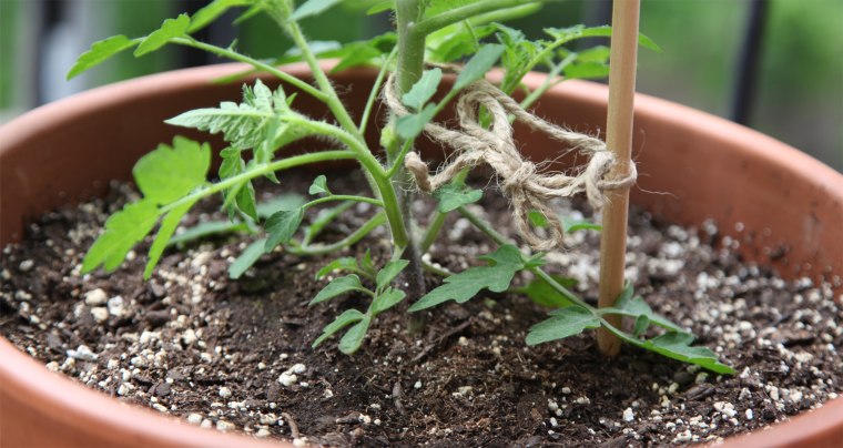 Make sure your tomato plant is supported as it grows. 