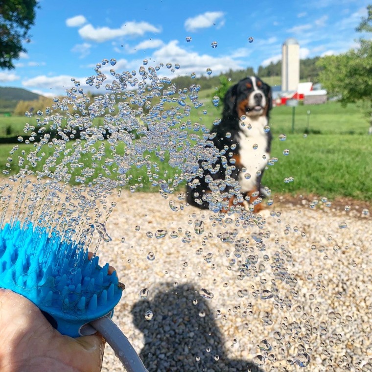 Pet Bath Brush Shower With Water Hose