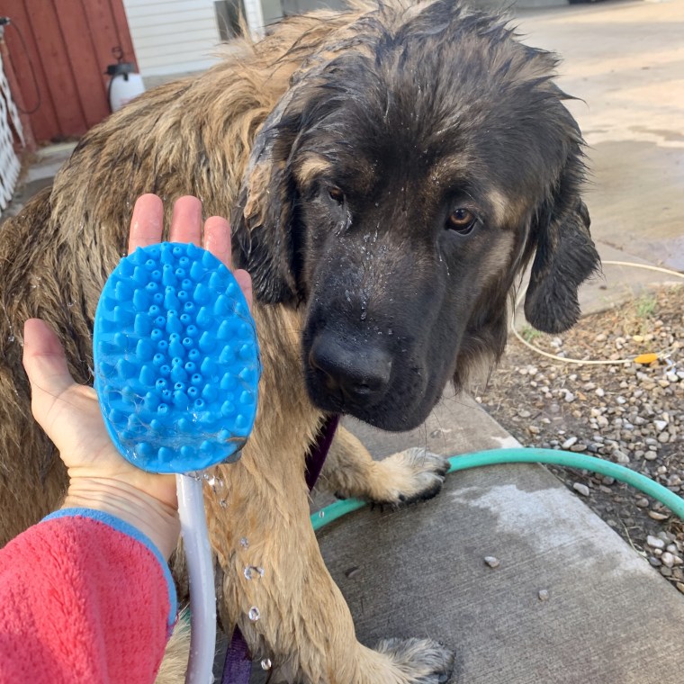 My dog looking at the Aquapaw