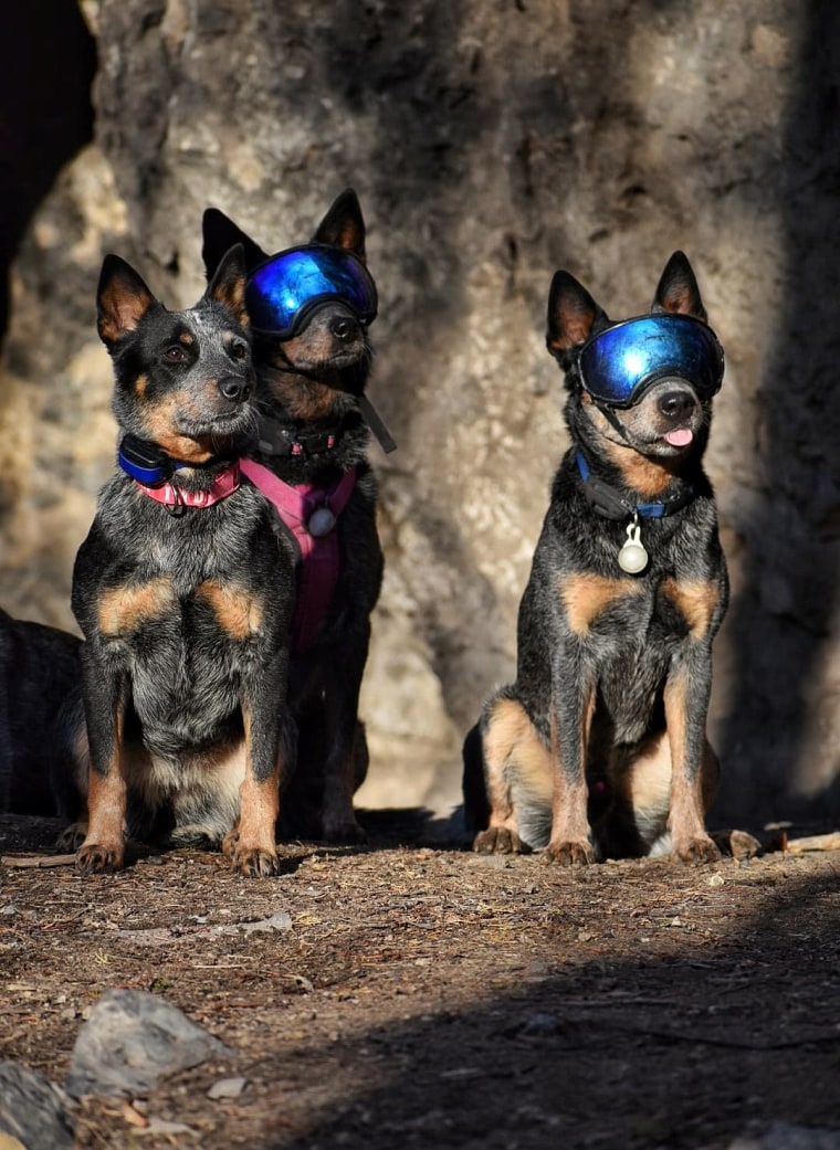 Three cattle dogs, two wearing goggles, gaze into the future.
