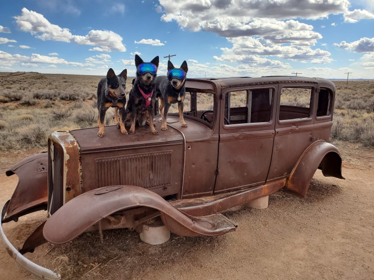 Three Australian cattle dogs pose on the top of an old car.
