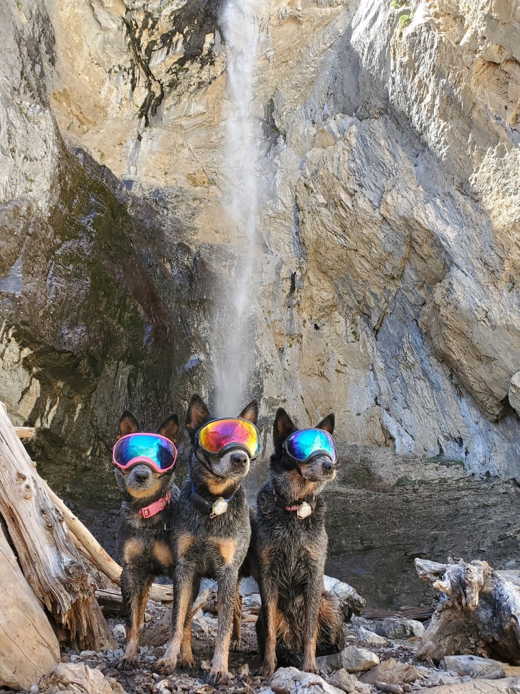 Three dogs wearing goggles pose by a waterfall