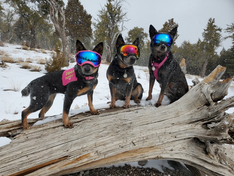 A dog wears a "Deaf Puppy" vest with two other friends.