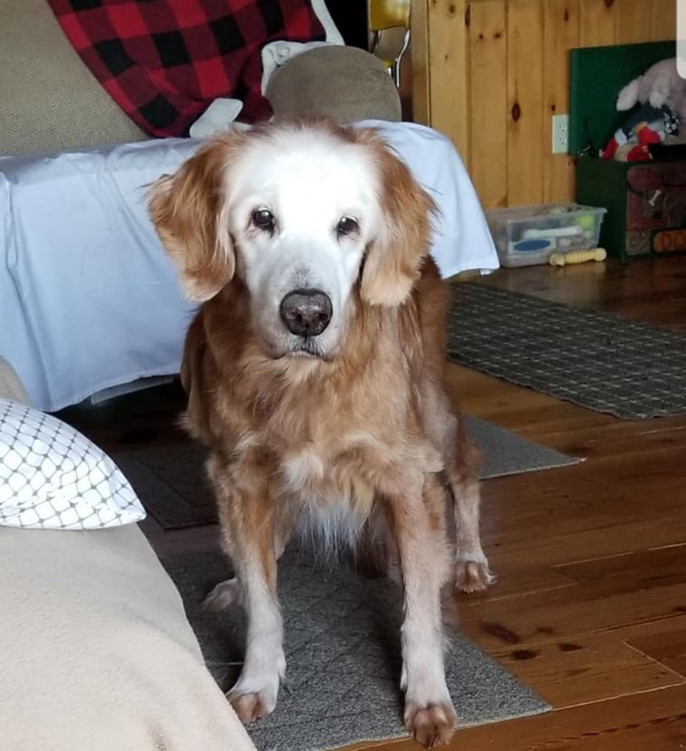 The Hetterscheidt family searched online to confirm that August was the oldest golden retriever. 