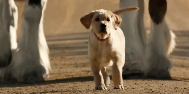 This furry friend is horsing around in Budweiser's new ad celebrating the return of bars. 