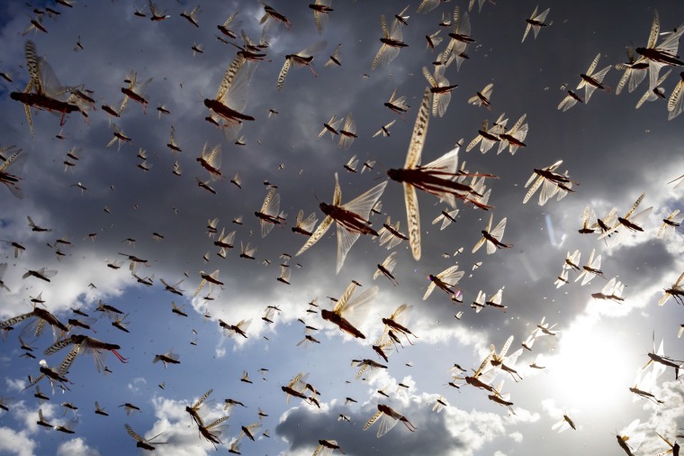 Image: A desert locust swarm flies in Kipsing, Kenya on March 31, 2020.