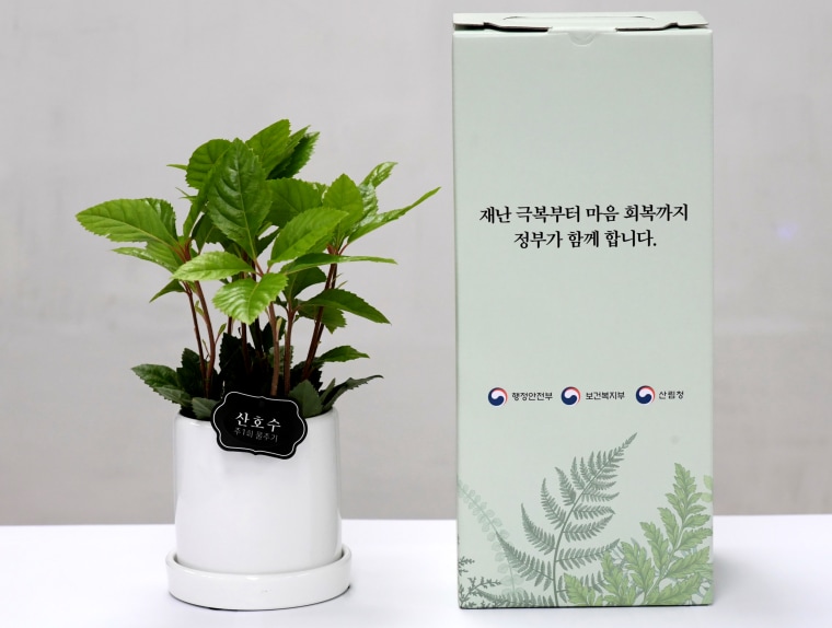 Image: The photo shows a Coral Wood plant with instructions to water once a week standing next to the packaging box saying, "The government is with you from overcoming the disaster through healing your mind."
