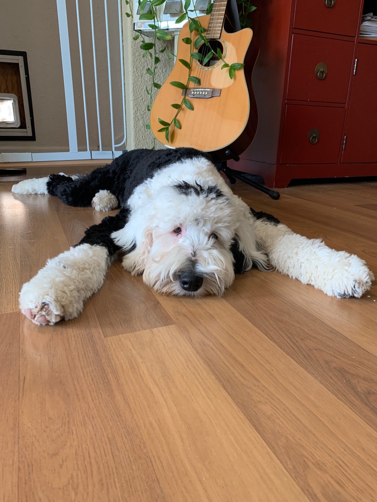 This 11-month-old Sheepadoodle has become a viral TikTok sensation