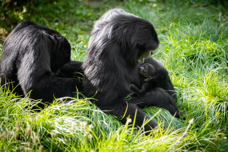 The mother siamang, Olga, will turn 31 this month, "making her one of the oldest known siamang mothers," the zoo said in a release. 