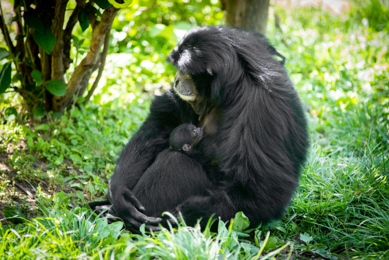 "Mom, Olga, is being very attentive to her little one," the zoo said in a release.