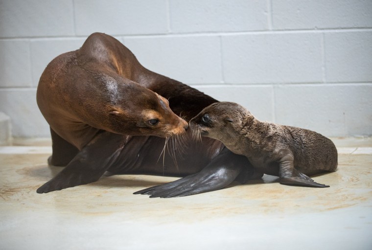 Mother and pup appear to be forming a close bond.