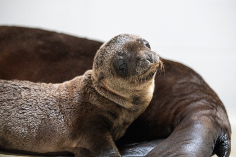 The adorable female pup is the first sea lion to be born at the Columbus Zoo. 