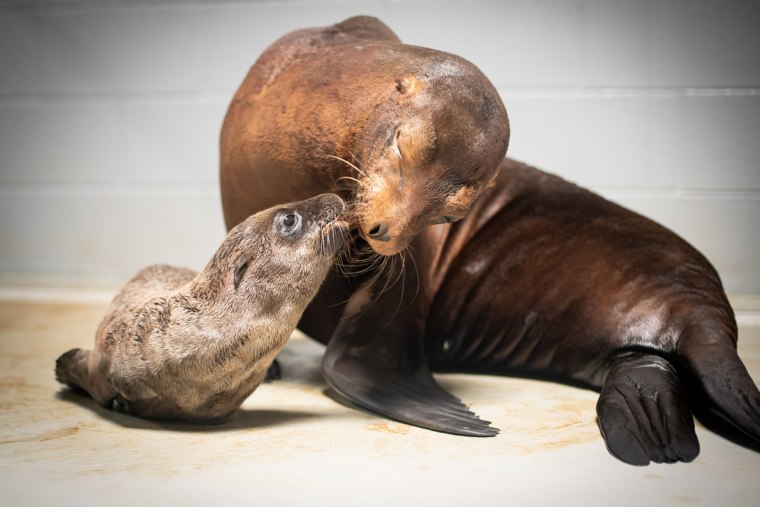 The sea lion pup's mother, Lovell, is about 5 years old. 