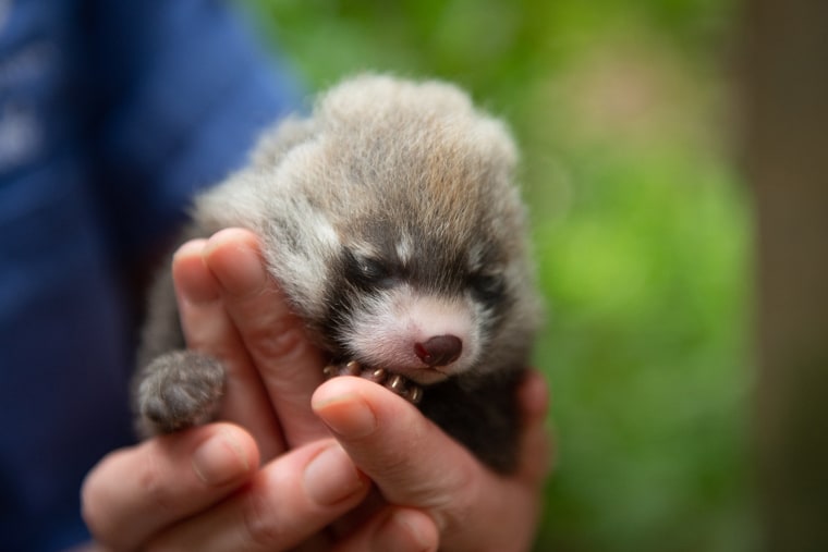 The zoo welcomed one male and one female red panda cub. 