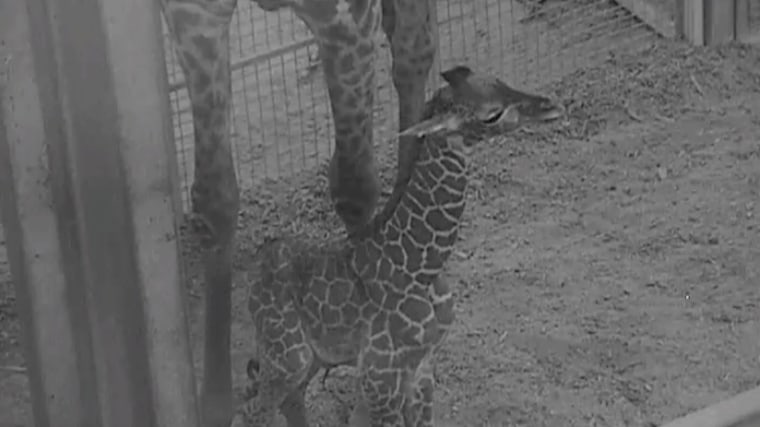 The unnamed giraffe calf took its first steps less than an hour after birth, the zoo said. 
