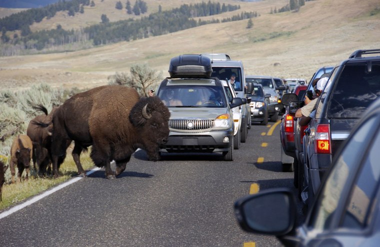 Image: A large bison blocks traffic as tourists take photos of the animals in the Lamar Valley of Yellowstone National Park