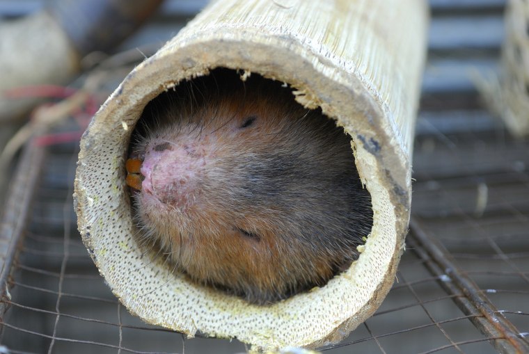 Image: A live bamboo rat for sale at a food stall at the evening market in China.