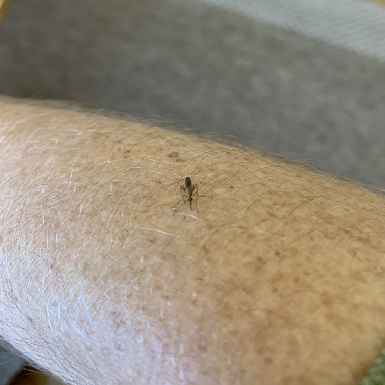 A mosquito biting me in my dining room