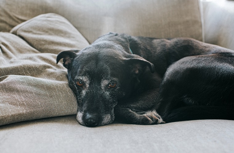 Image: Elderly Dog