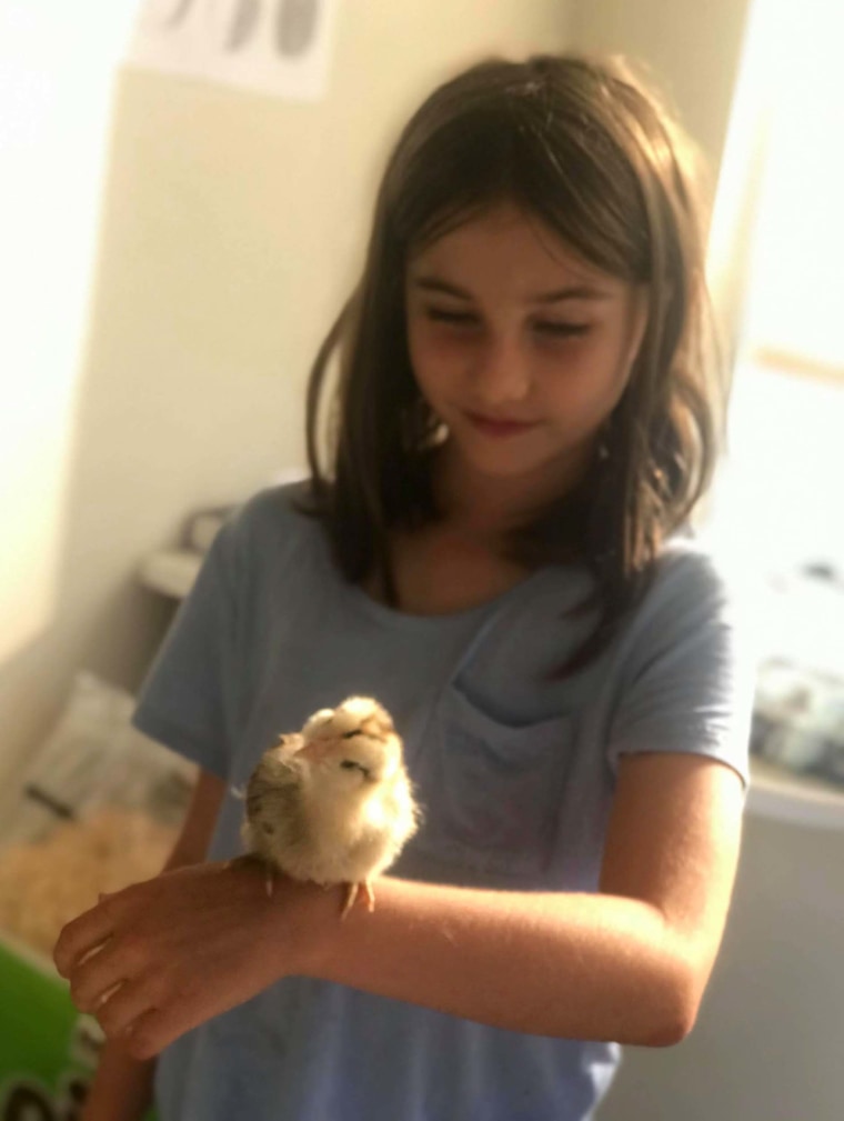 As part of their "home adventures" the Ellsworth children are raising chickens. They helped build a coop and feed the animals. 
