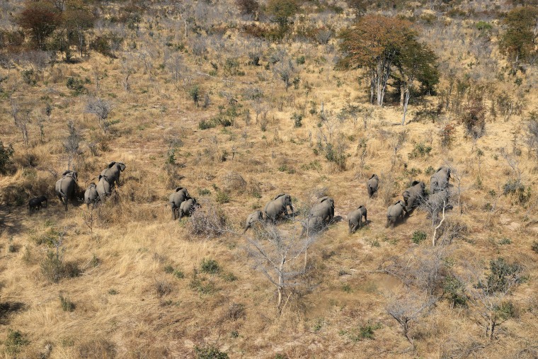 Image: A herd of elephants walk through the bush near Seronga, in the Okavango Delta, Botswana