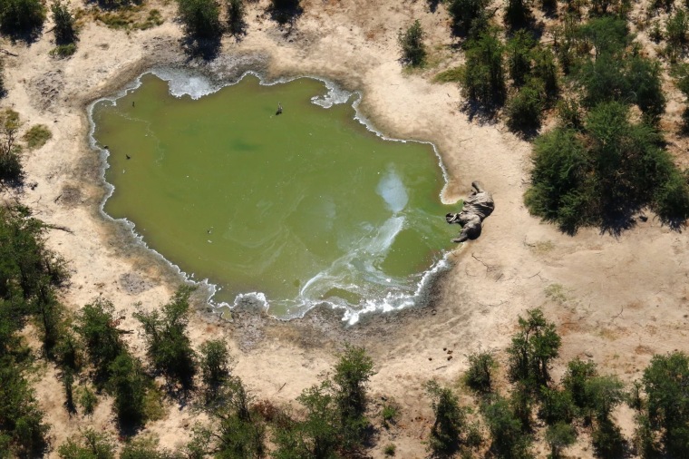 Image: The carcass of one of the many elephants which have died mysteriously in the Okavango Delta in Botswana.