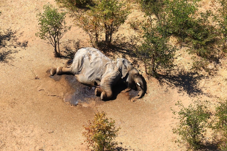 Image: The carcass of one of the many elephants which have died mysteriously in the Okavango Delta in Botswana.
