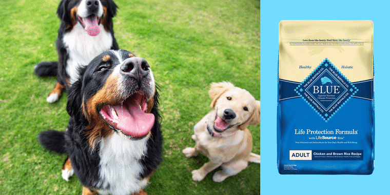 Dogs playing outside; best dog foods from Pet Supermarket, Chewy, Pet Co, Purina, Canin and more according to veterinarians and animal experts.