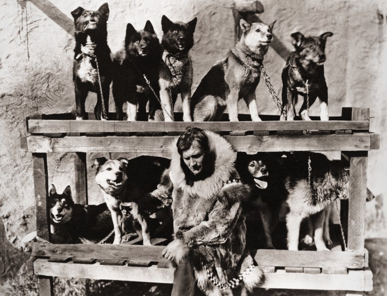 Gunnar Kaasen poses with the dog team which he drove through a blinding blizzard to Nome, Alaska, to deliver a diphtheria serum in 1925.