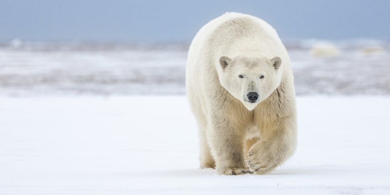 As sea ice continues to vanish due to warming temperatures, polar bears are increasingly struggling to find the food they need to survive.