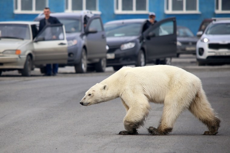 Image: A stray polar bear walks on a road on the outskirts of the Russian industrial city of Norilsk